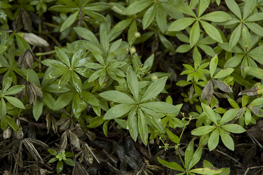 _Bedstraw070823