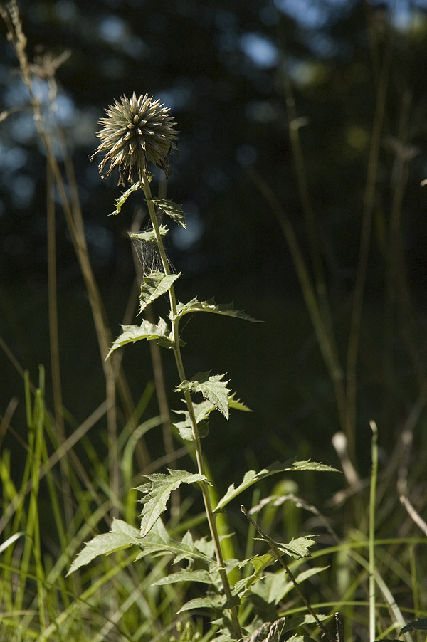 _GlobeThistle_070830