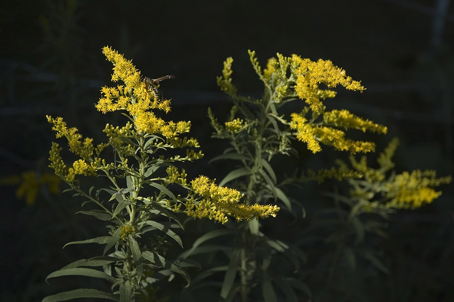 _Goldenrod070830