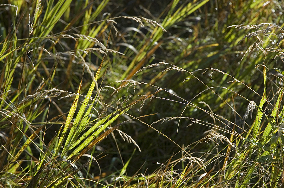 _Grass_070830