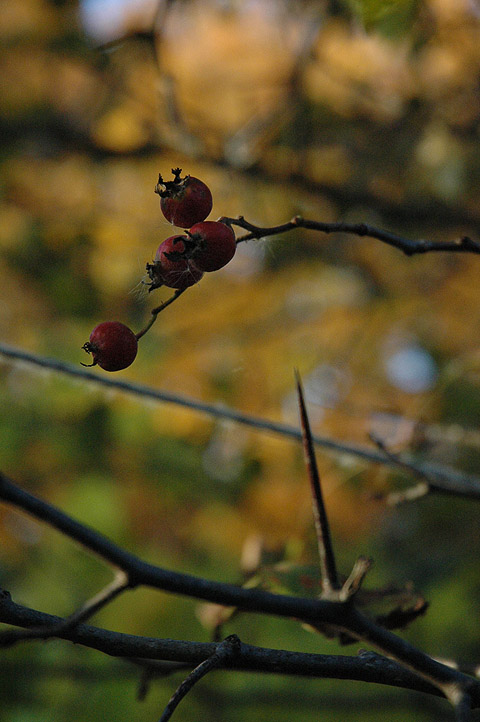 _Hawthorn061001