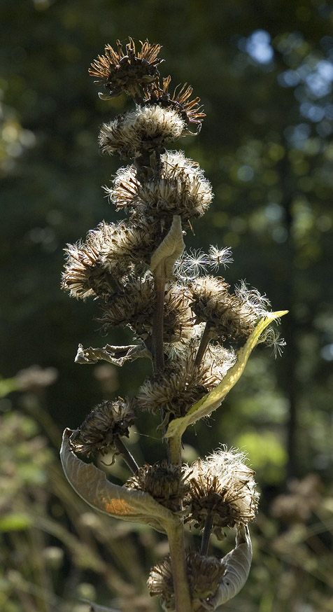 _Inula_helenium070831