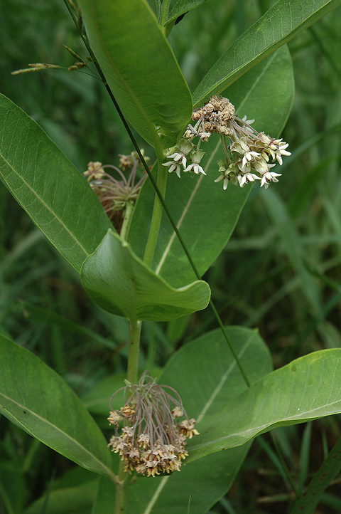 _Milkweed060710