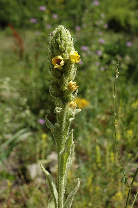 _Mullein060710-a