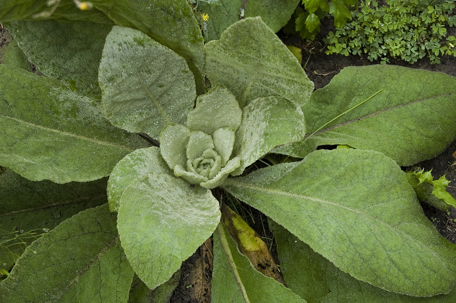 _Mullein070823