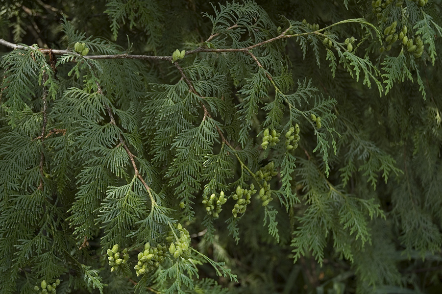 _Thuja060716