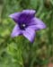 _BalloonFlower060710