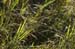 _Grass_070830