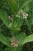 _Milkweed060710