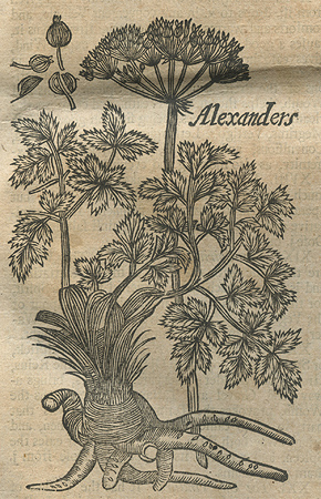 1alexanders