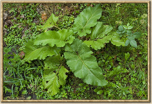 Burdock